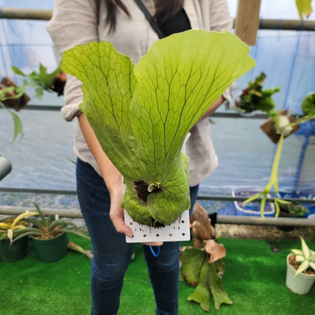 ビカクシダ P.Neptune (elephantotis×stemaria) ネプチューン