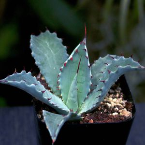 黒夜叉の値段と価格推移は 7件の売買情報を集計した黒夜叉の価格や価値の推移データを公開