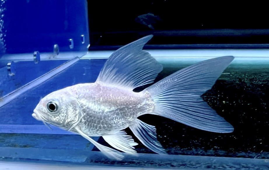 Yahoo!オークション プラチナヒレナガ鯉 「ヒレナガ」淡水魚 (熱帯魚 