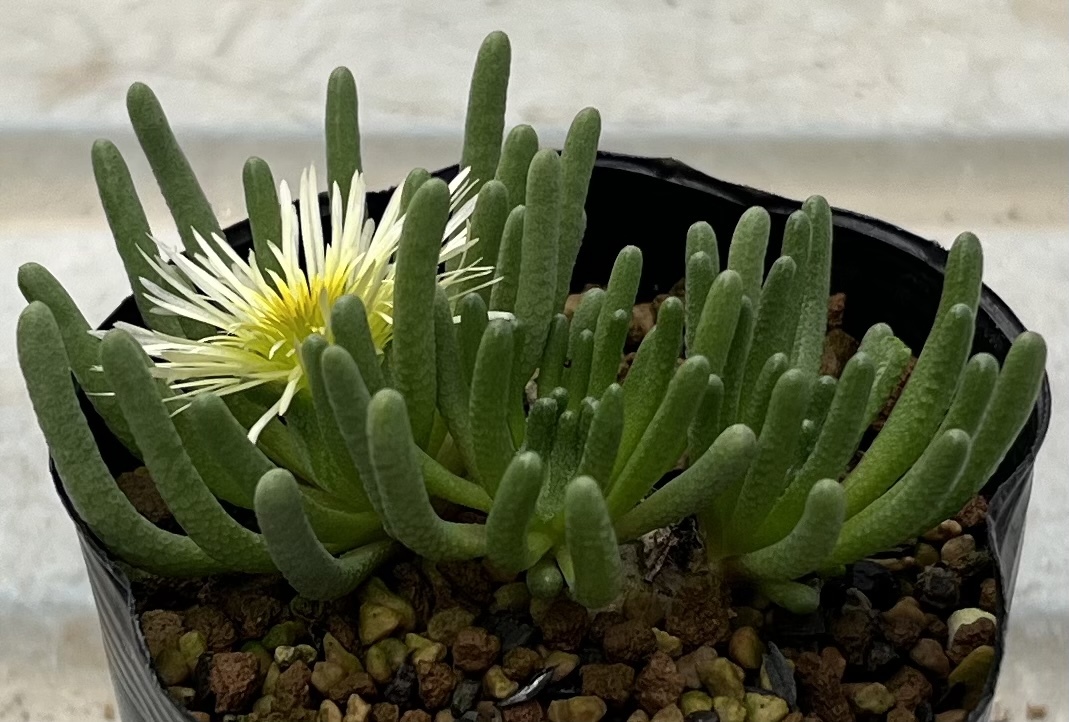 フィロボルス　Phyllobolus resurgens 2020年実生苗　 ②（塊根が大きくなる種。5枚目親株見本）