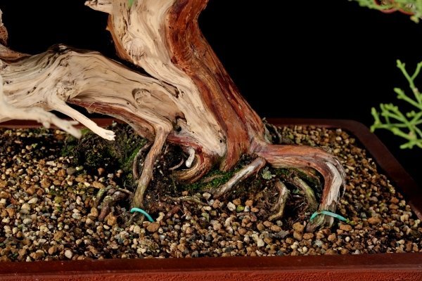 雨竹亭] 【樹齢約80年 糸魚川真柏】中品盆栽 松柏 自然体 双幹体 山