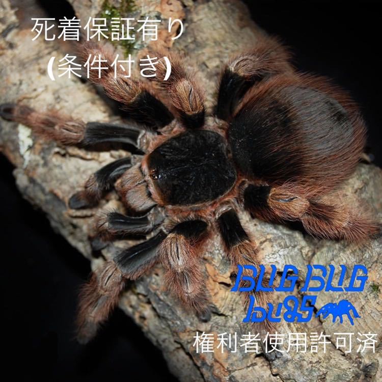 品質保証，送料無料 ブラジリアンホワイト＆ブラック/Nhandu coloratovillosus 幼体 1匹 タランチュラ(その他)｜売買されたオークション情報、yahooの商品情報をアーカイブ公開 - オークファン その他