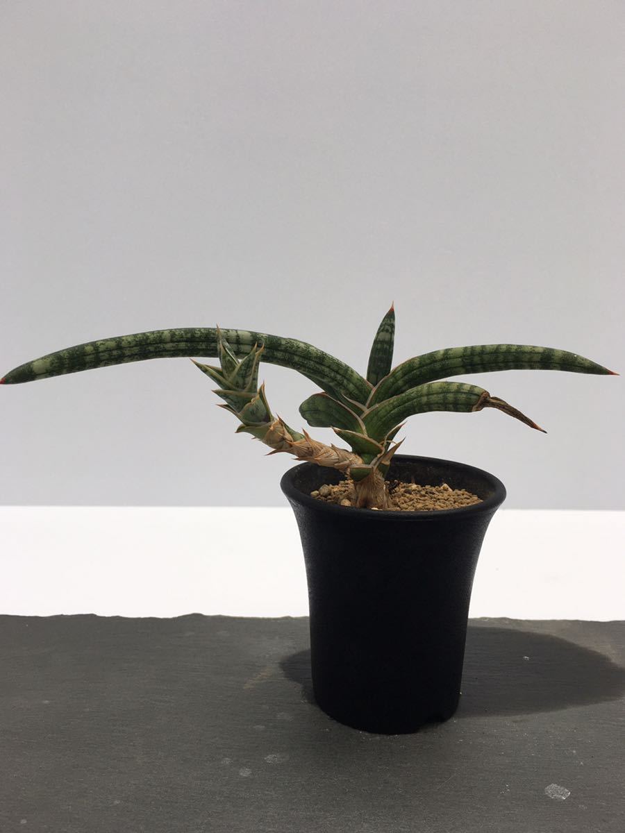 サンスベリア　ベラ　Sansevieria 'Bella'　サンセベリア美種　多肉植物　アフリカ原産　マイナスイオン　郵便抜き苗は送料込
