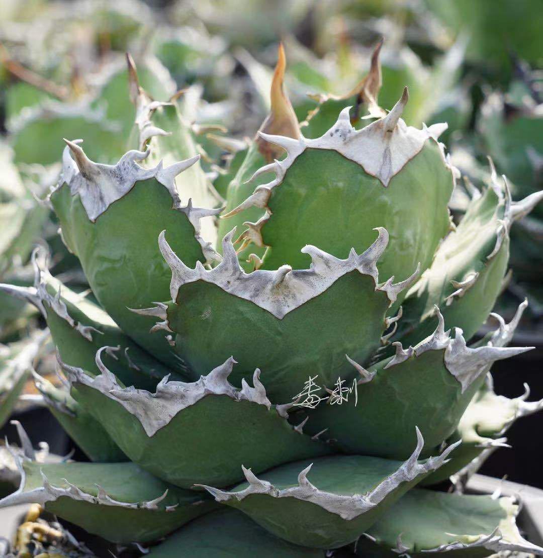 アガベ Agave Titanota 毒刺NB チタノタ 毒刺血統 MS-NB ぶつぶつ