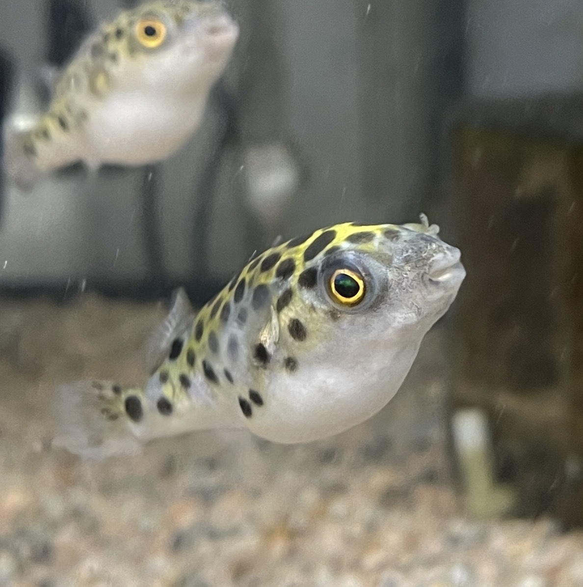 淡水フグの値段と価格推移は 60件の売買情報を集計した淡水フグの価格や価値の推移データを公開