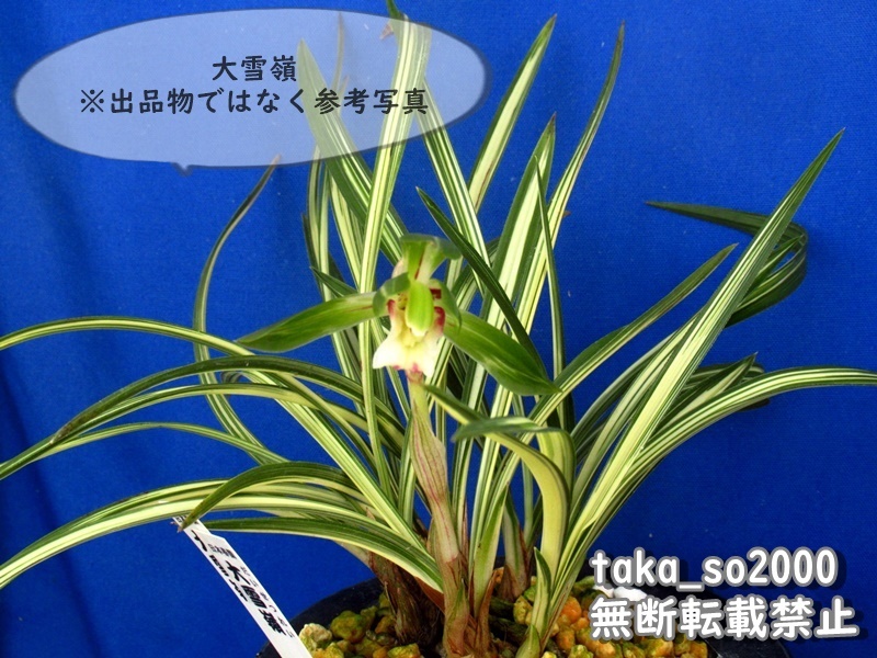 山野草 セッコク 富貴蘭(神奈川県産 フウラン緑花) 山野草 セッコク 富貴蘭(神奈川県産 フウラン緑花)