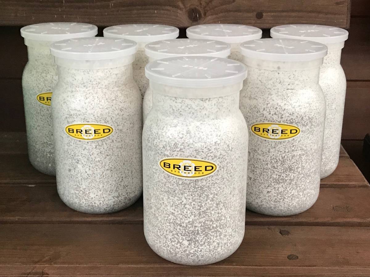 【HOT，本物保証】 高品質 高性能 BREED菌糸ビン 1100ml 8本 特価 ブリード 菌糸瓶 菌床 希望本数注文可能(マット、床材)｜売買されたオークション情報、yahooの商品情報をアーカイブ公開 - オークファン マット、床材
