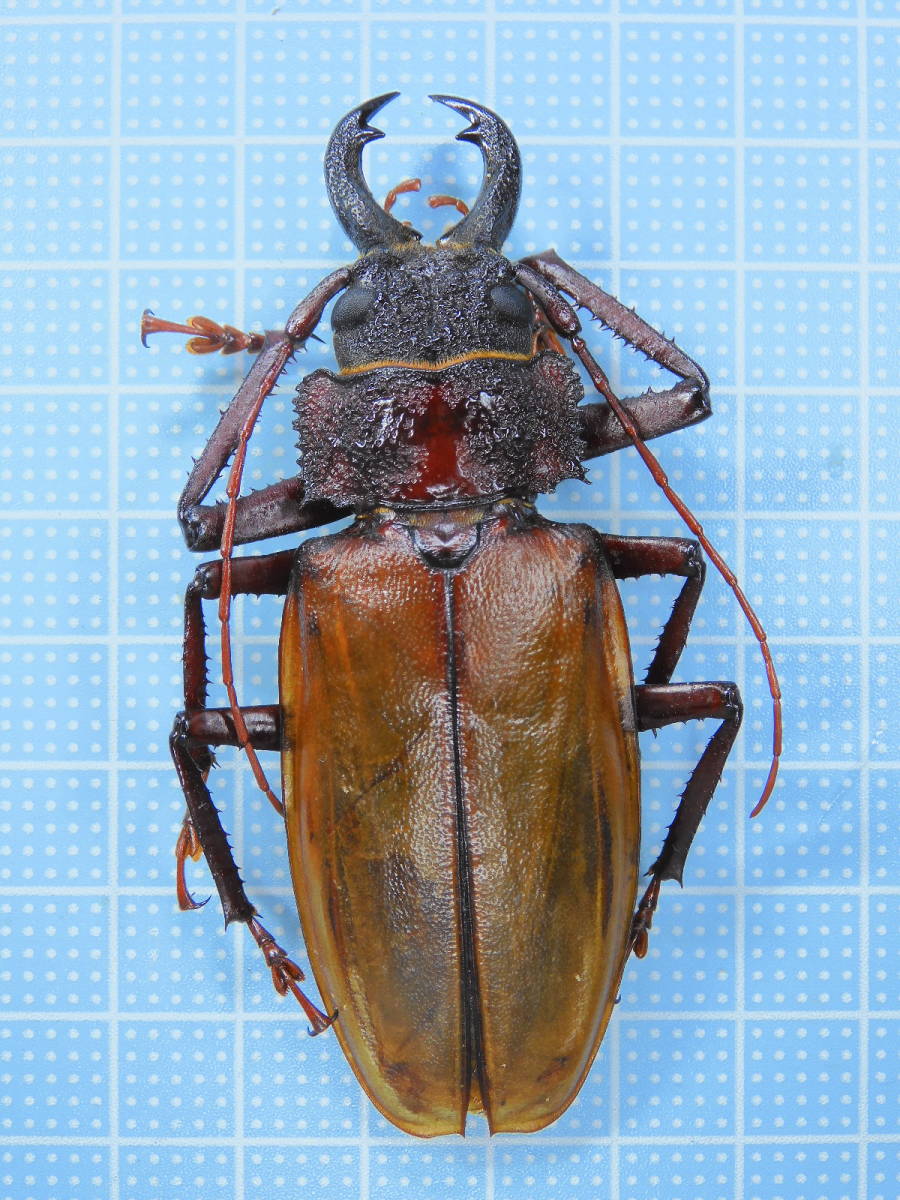 ミニサイズ オオキバウスバカミキリ 標本 単品 ペルー産 オオキバ
