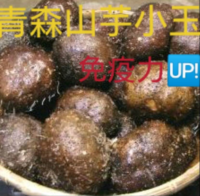 ◎青森産丸いも（つくね芋）★小玉３キロ★種芋にもオススメ★増量分割引★送料無料