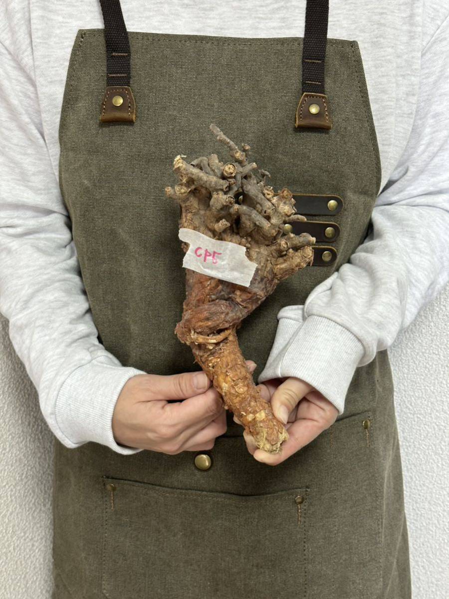 CP5 12/31輸入 BIG size！!Ceraria pygmaea ケラリアピグマエア 塊根植物 コーデックス グラキリス パキプス 多肉植物