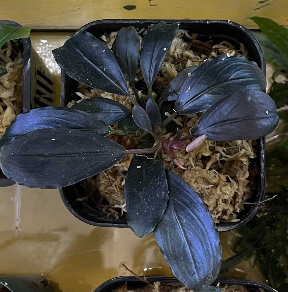Bucephalandra sp.Blue Melon Bucephalandra Melon sp. 定番，2026