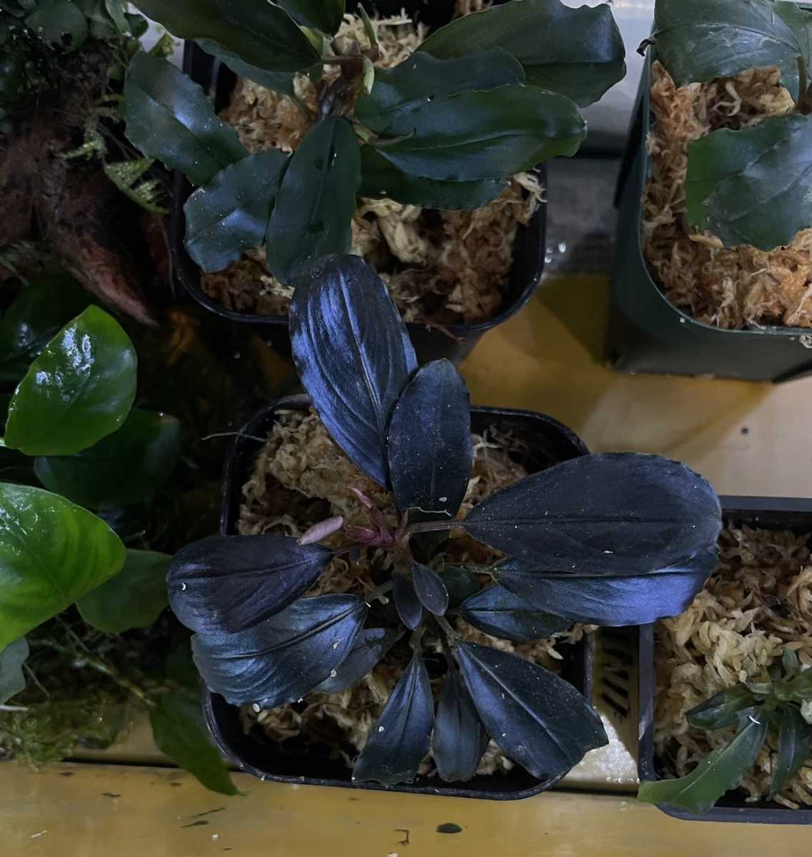 Bucephalandra sp.Blue Melon Bucephalandra Melon sp. 定番，2026