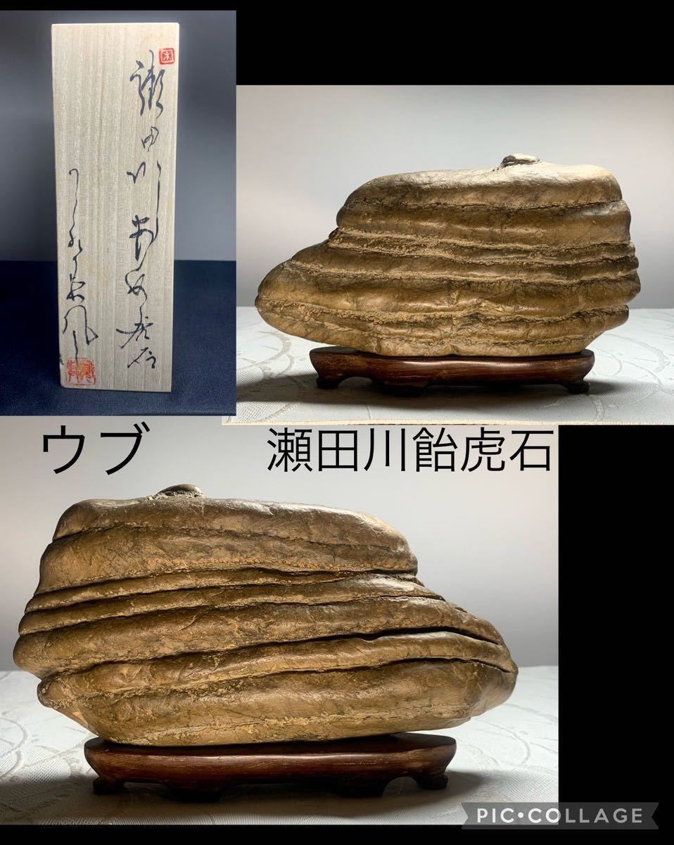 初売り】水石 盆栽 瀬田川虎石 茅舎石 ウブ 桐箱付 横20×高13×奥行4(cm 