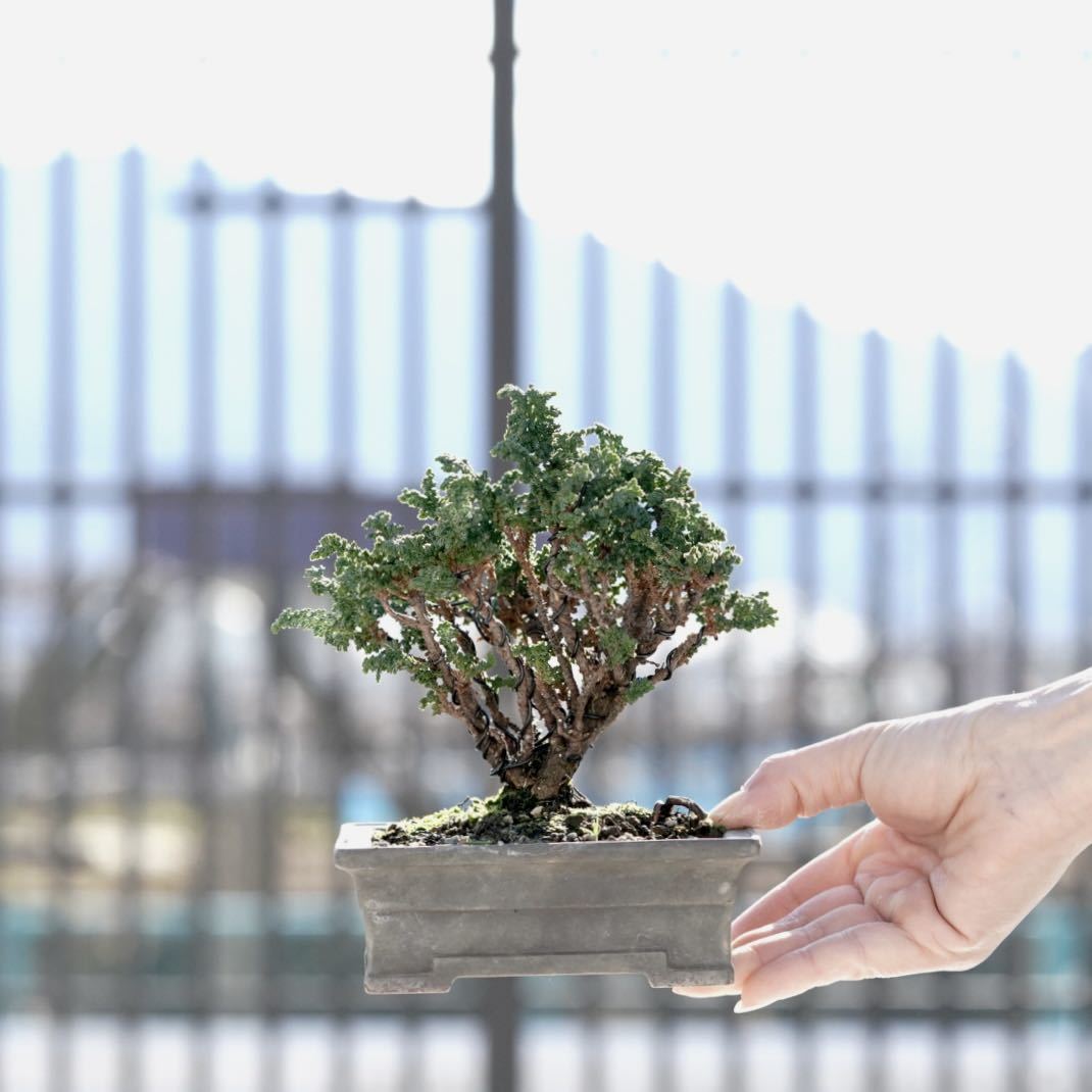 ☆盆栽日和☆ 【盆栽】 ブーゲンビリア・半懸崖・中品・花芽多数・鉢