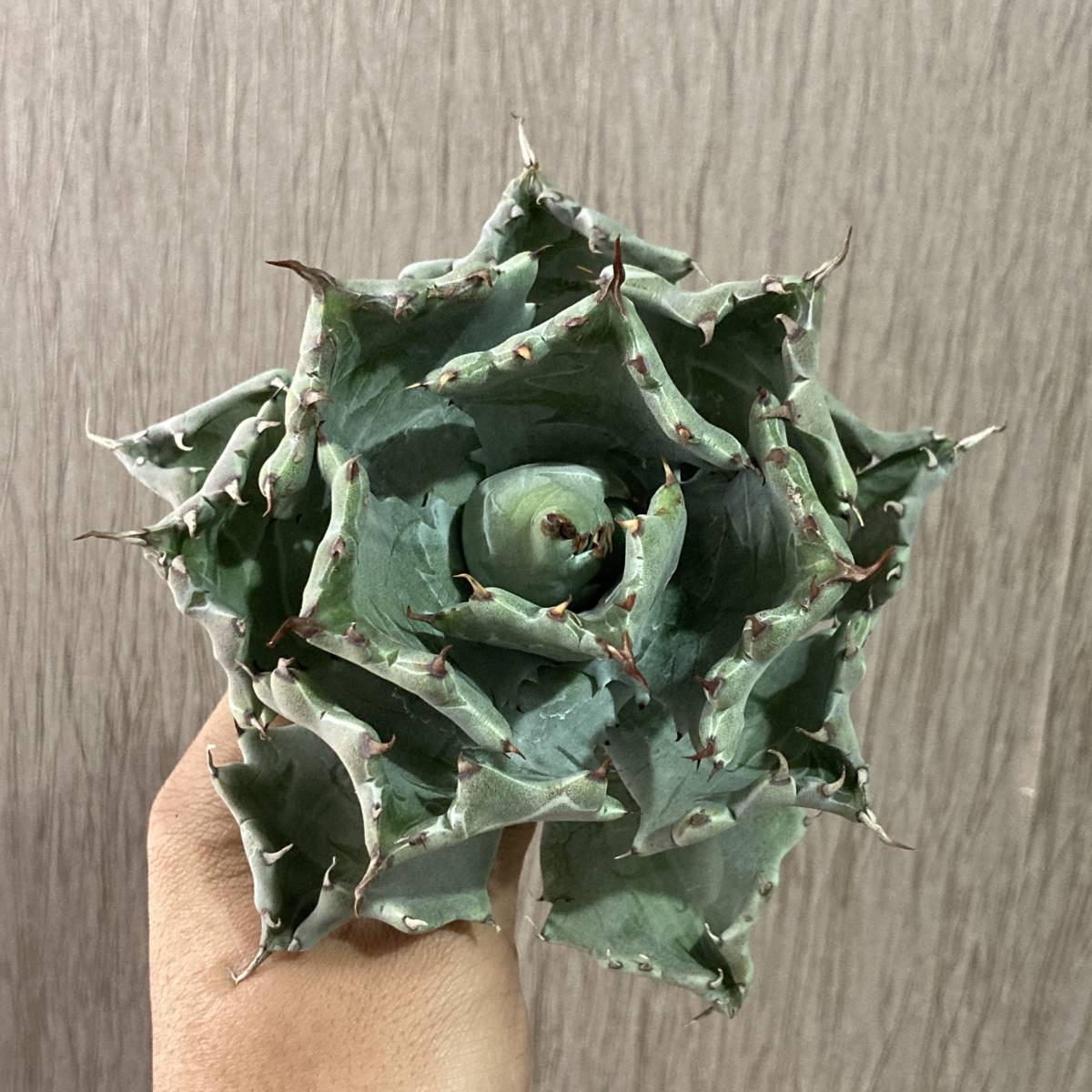 P51-4 特選 アガベ 多肉植物 雷帝甲蟹怪獣 極上株 包葉