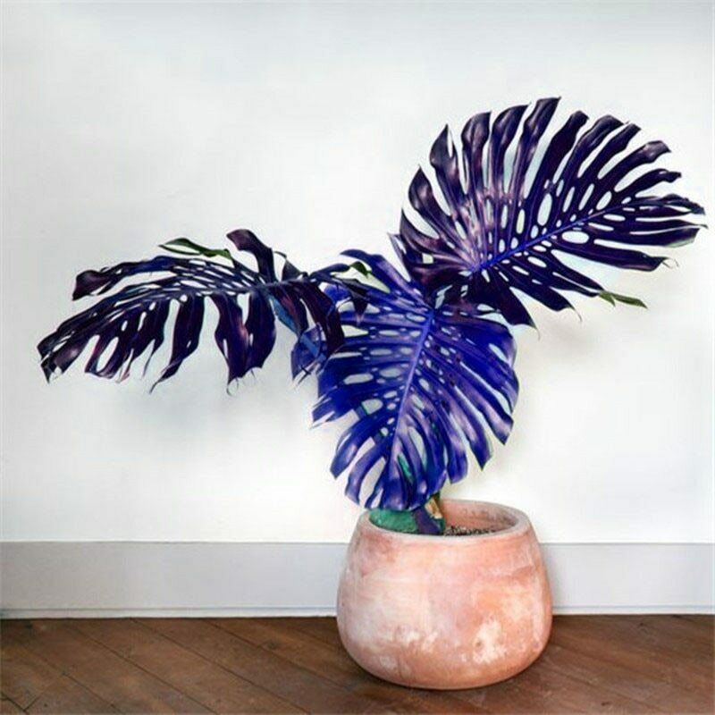 モンステラ 　　　レア品　すぐにお届けできます。　　　種５個　 青いカメの木　5個