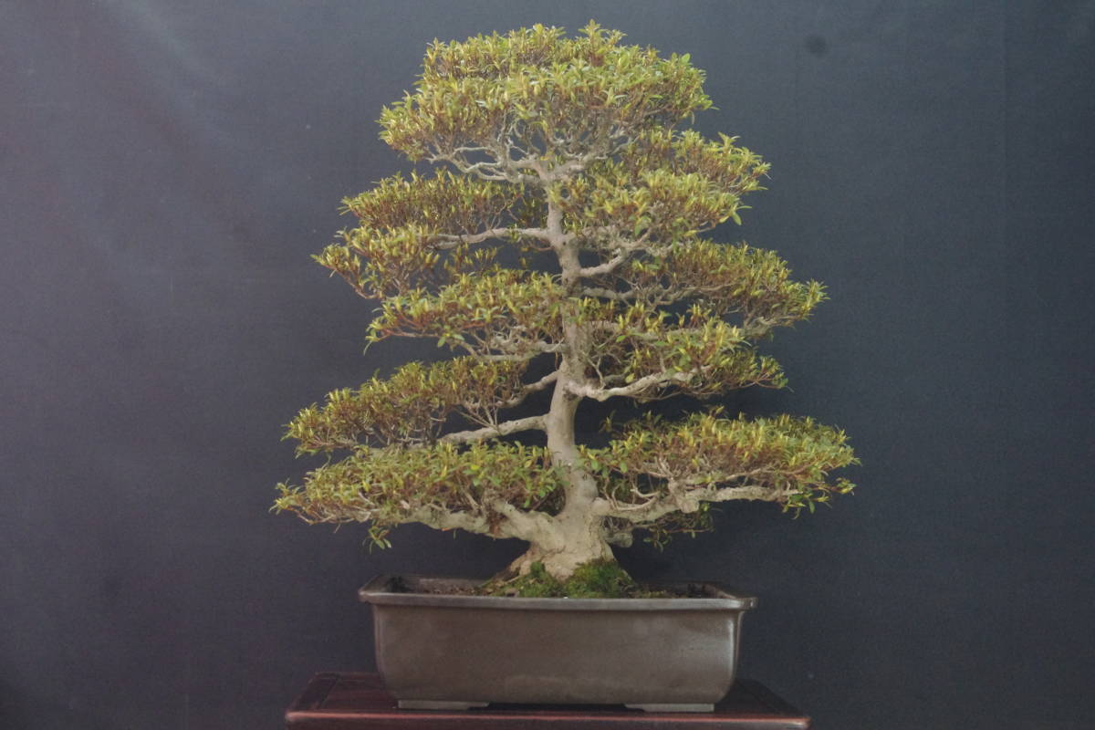 盆栽 樹高 さつき Rhododendron 皐月 サツキ 晃山 約20cm indicum 樹高 