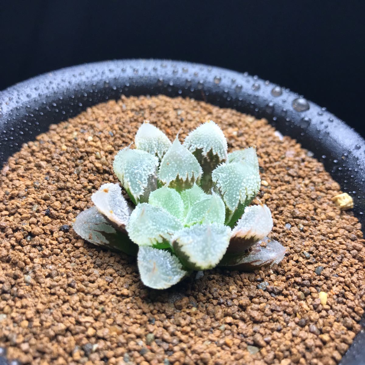 ハオルチア の通販 ハオルシア 園芸ネット本店｜ハオルチア 3号鉢植え 