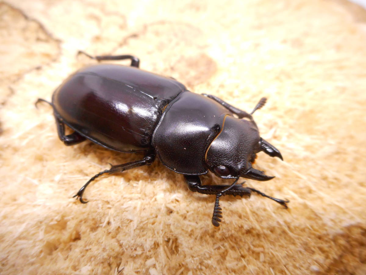 ◎ボーリンフタマタ　原名亜種　♀単品　新成虫 ◎