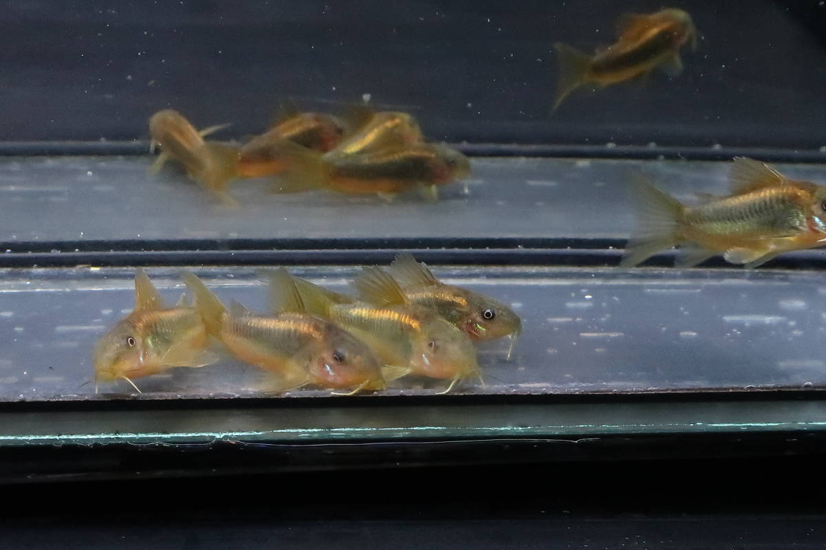 56＜water-flap＞コリドラス　イルミネータスゴールド　5匹セット