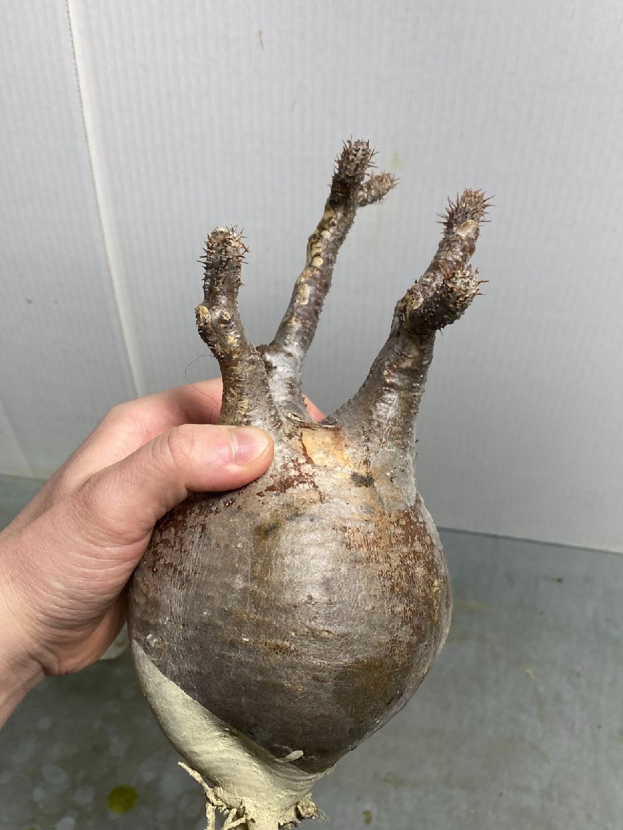 塊根植物 オペルクリカリア パキプス Operculicarya pachypus 実生株 5