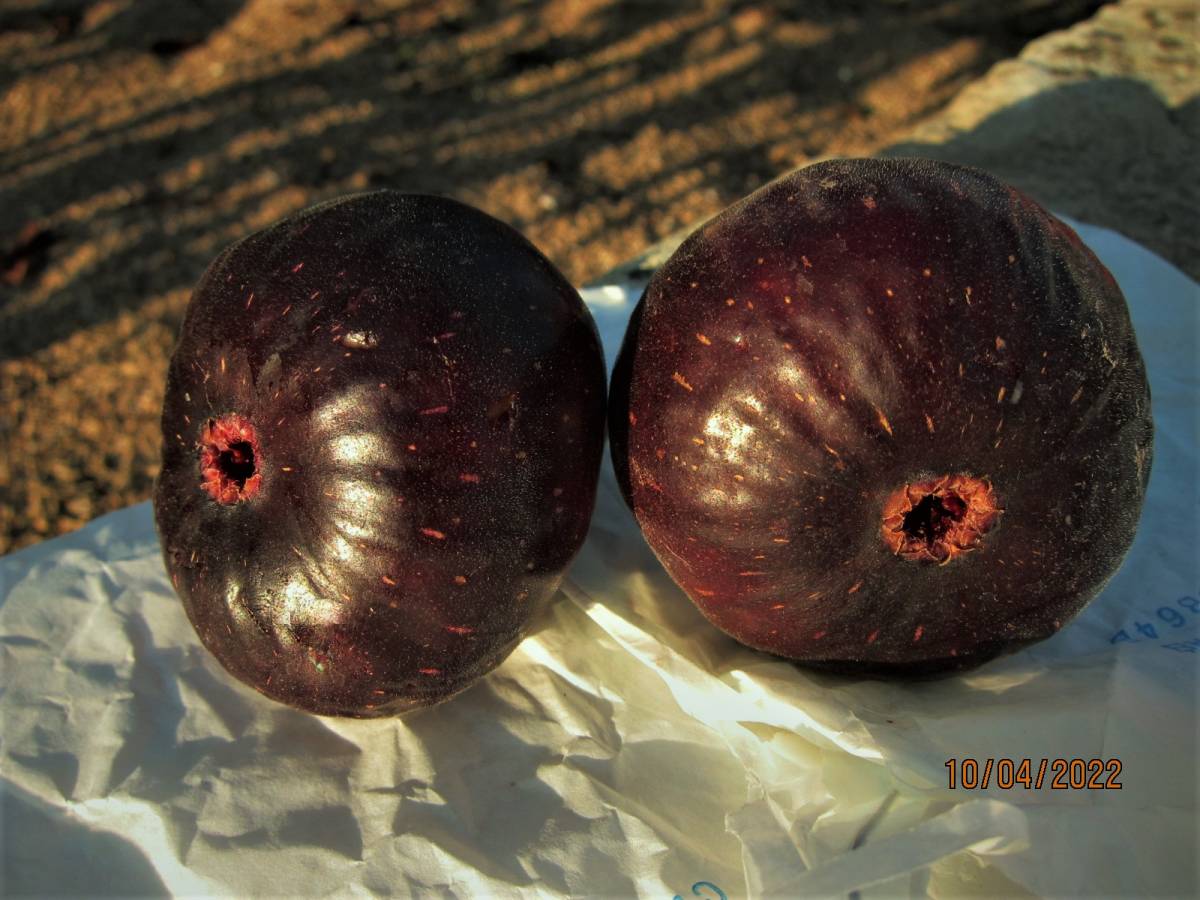イチジク挿しほ2本 Madeira Island Black マデイラ島の黒(果物 イチジク挿しほ2本 Madeira Island Black マデイラ島の黒(果物
