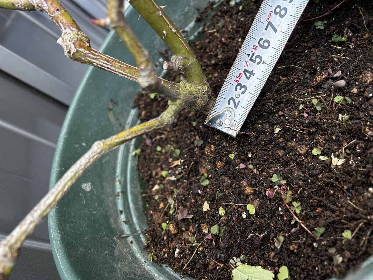 切り花品種バラ苗 大苗 VICTORIAN WEDDIN♡Rose 切り花品種バラ苗 大苗