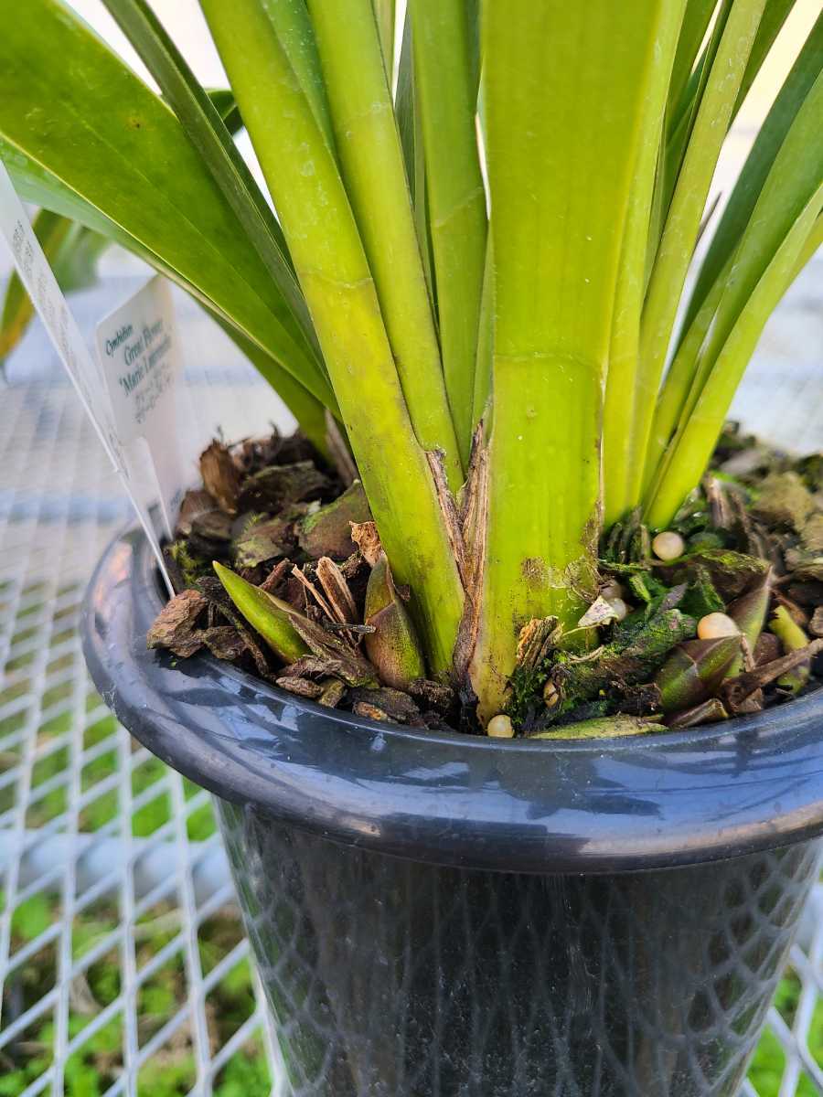 花芽6個5.5寸。ミスマフェット。蜜蜂誘引蘭。農園直送。日本蜜蜂