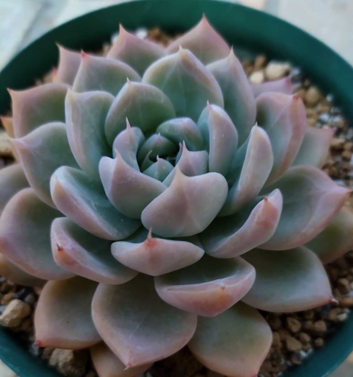 【 桃雪 】 こーさん苗 オリジナル 交配種 エケベリア 多肉植物