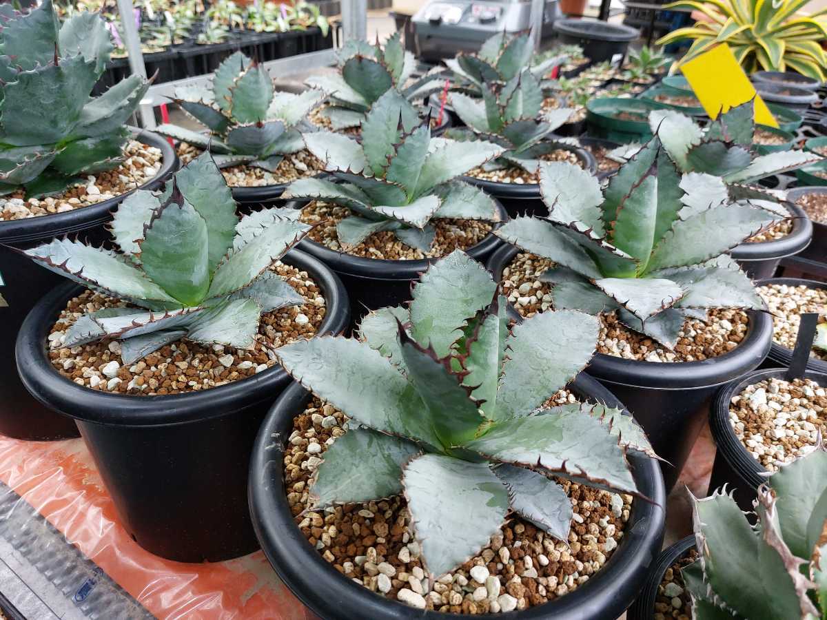 S237 多肉植物アガベ チタノタ 海王極上株 | ASCHBERGSCHULE.DE