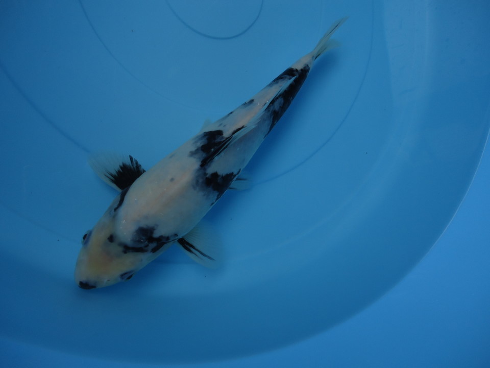 白写り　３　２０２１年産　【養魚場はんのじょう】　