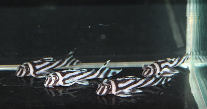 ★インペリアルゼブラプレコ(Ｆ1) 4cm±　4匹セット★