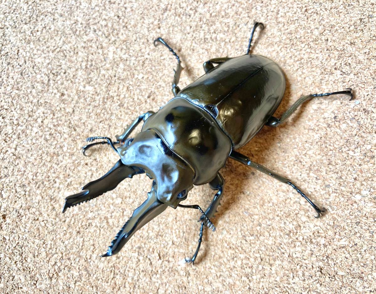 [ババオウゴンオニクワガタ] ♂71.6mm ♀47.6mm ♀46.8mm トリオ 未使用未後食 [タニンダーリ]