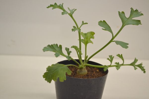 ペラルゴニウム クリズミフォリウム PELARGONIUM crithmifolium ペラルゴニウム クリズミフォリウム PELARGONIUM crithmifolium