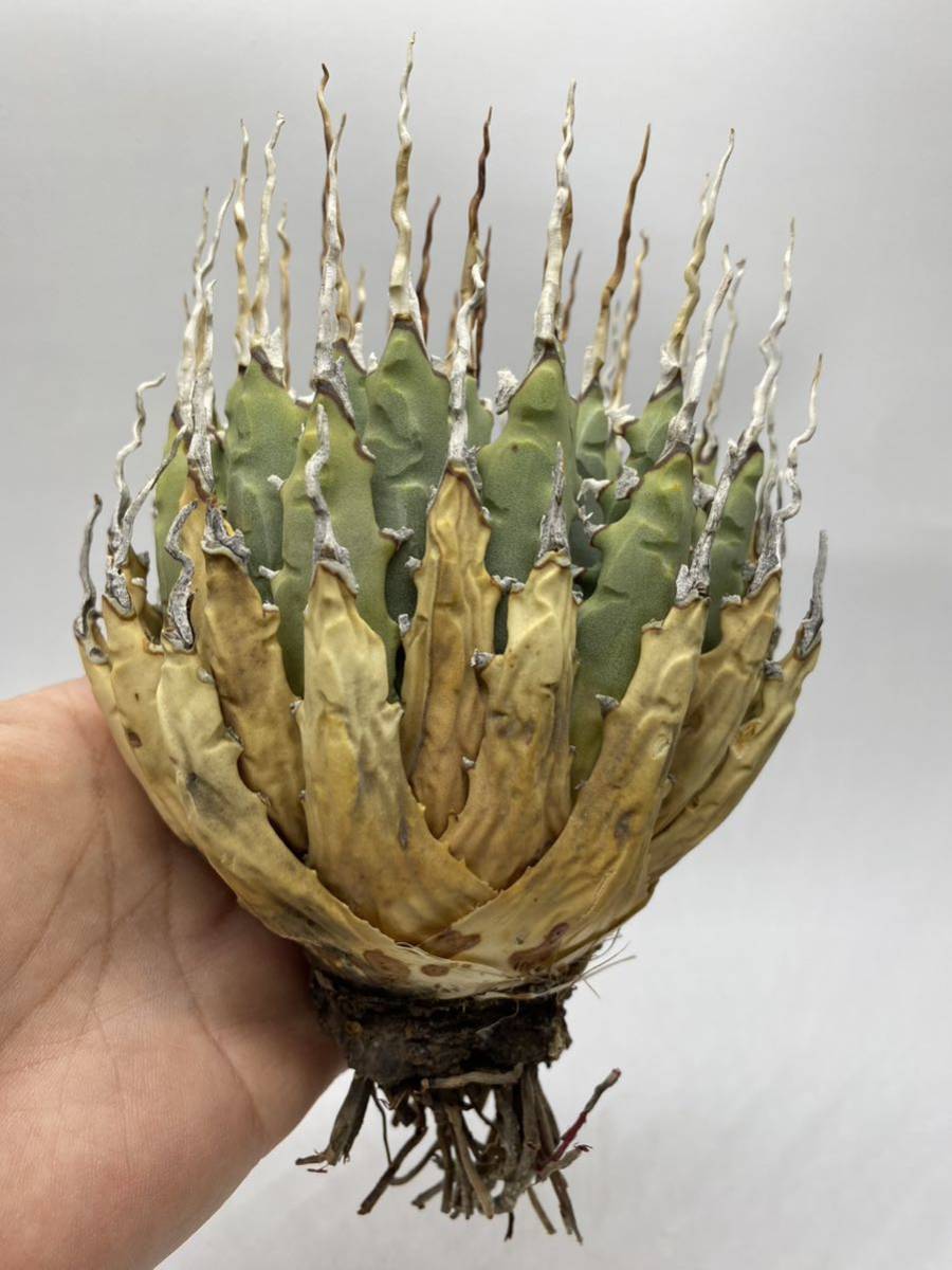 116 S116-116アガベ ユタエンシス /Agave utahensis アガベ