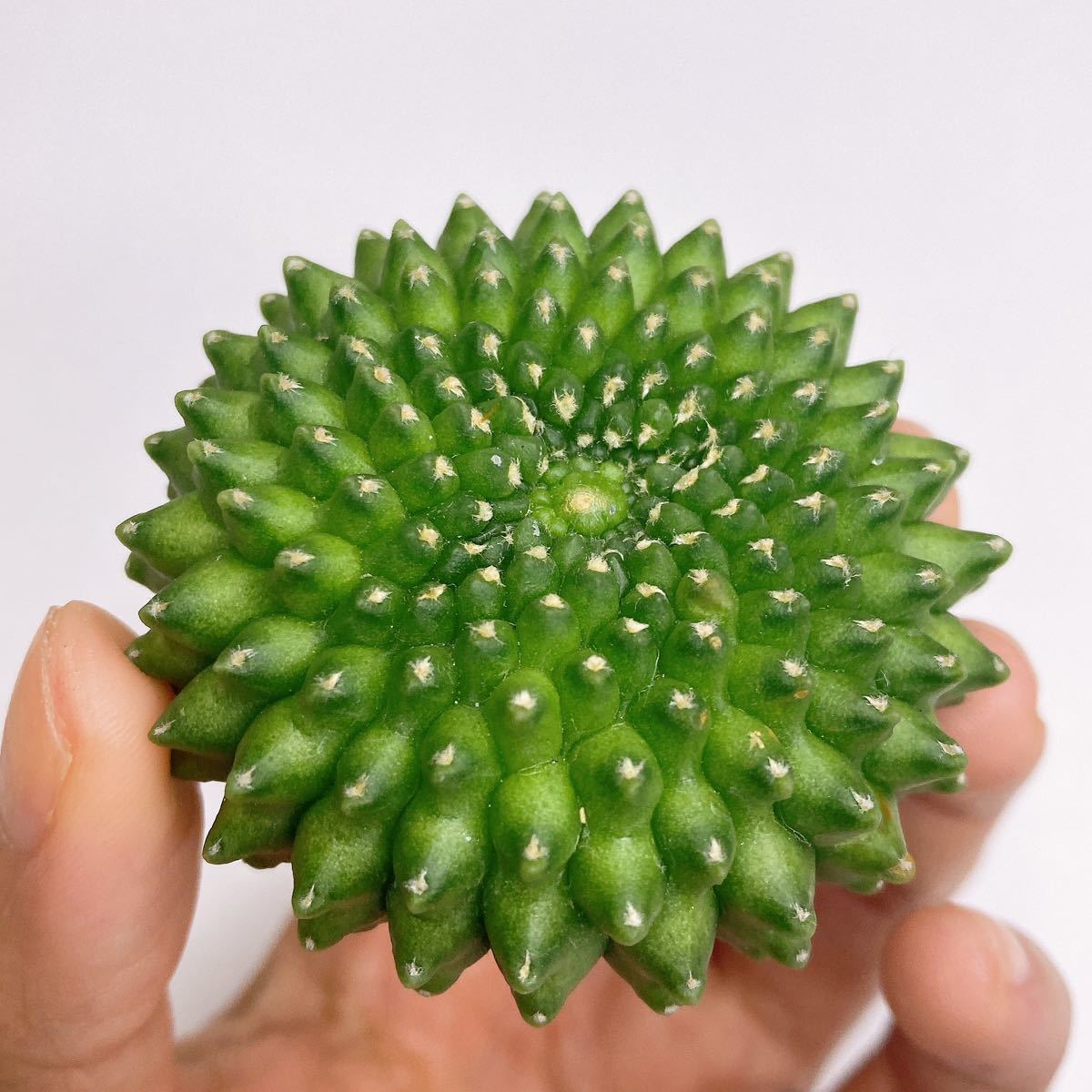 ギムノカリキウム 棘なし 牡丹玉 綴化 【公式】【正規代理店】【認定店】