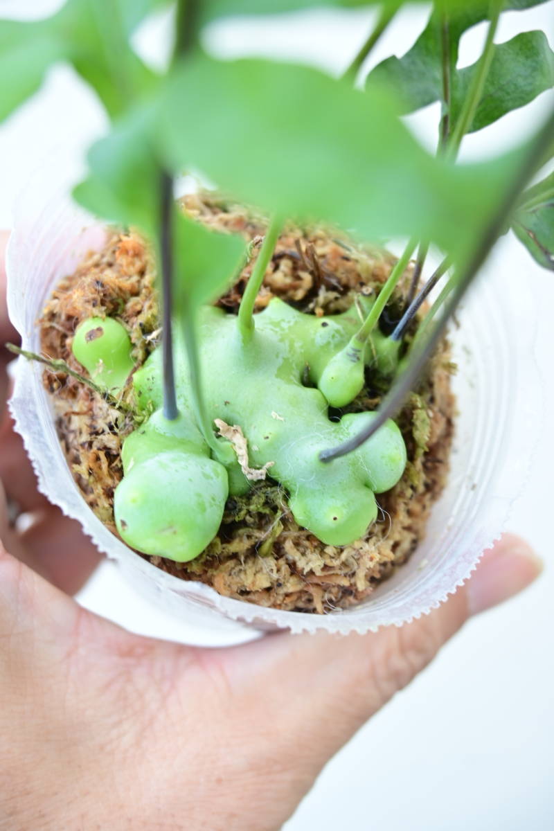 レカノプテリス デパリオイデス 苔玉 レカノプテリス デパリオイデス