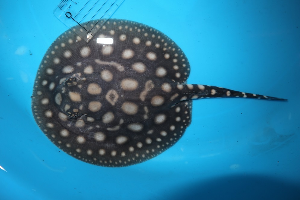 淡水エイ ☆ダイヤモンドポルカ メス-2