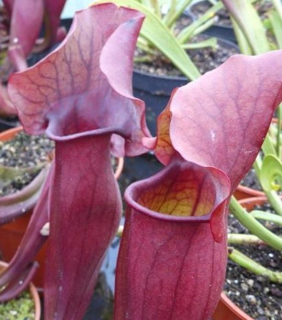 食虫植物　サラセニア　カテスベイ