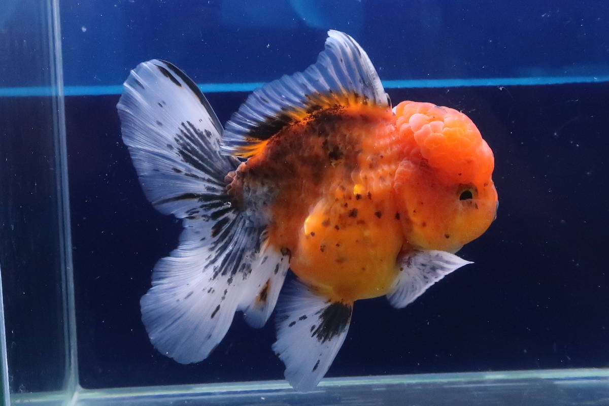 141＜water-flap＞タイ産　東錦　ローズテール