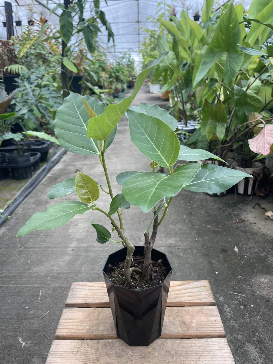 フィッカス・エベレスト ☆ Ficus Everest 花、園芸 観葉植物 【公式通販】
