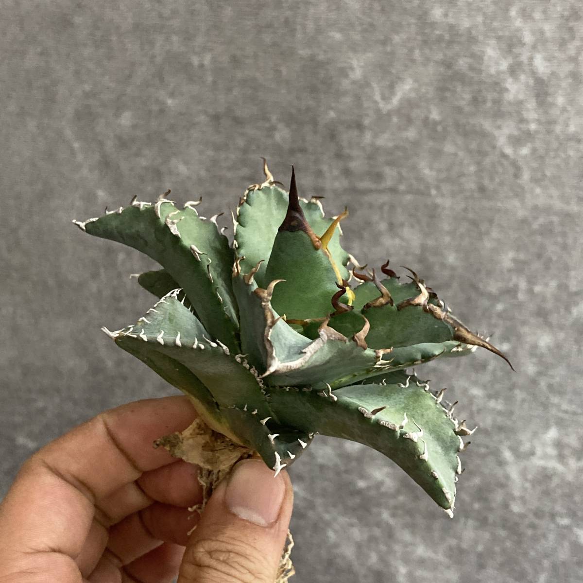 6W アガベ 多肉植物 チタノタ R011-19 特選 アガベ 多肉植物 チタノタ