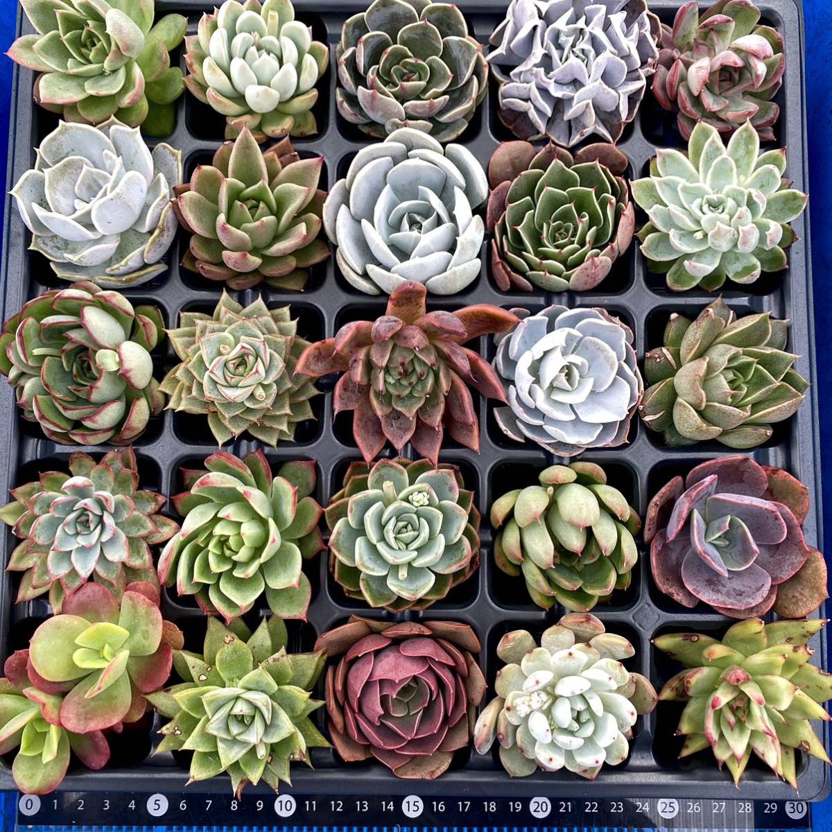 6【特大】【匿名配送】カット苗 エケベリア25品【画像4枚目に品名