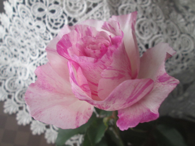 ◆カ○オ◆「奇跡のバラ」と言われるワケは？？？