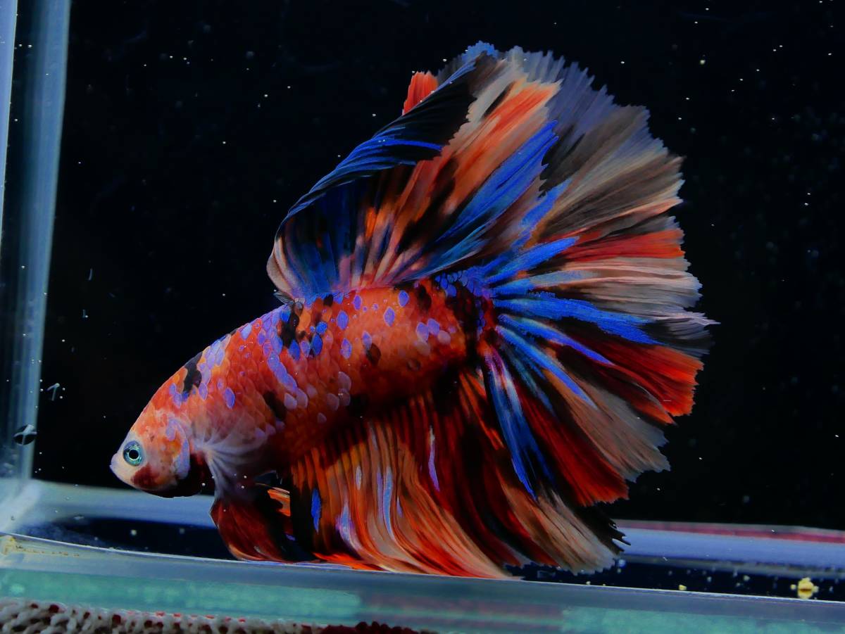 【PoPo Betta】ベタF3　HM　ニモ鯉　♂　タイ直輸入