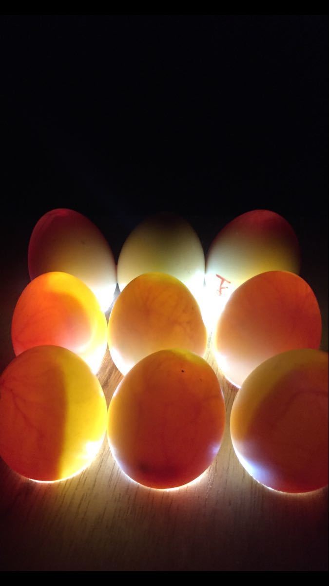 コールダック　食用有精卵　５個　26日27日産卵分