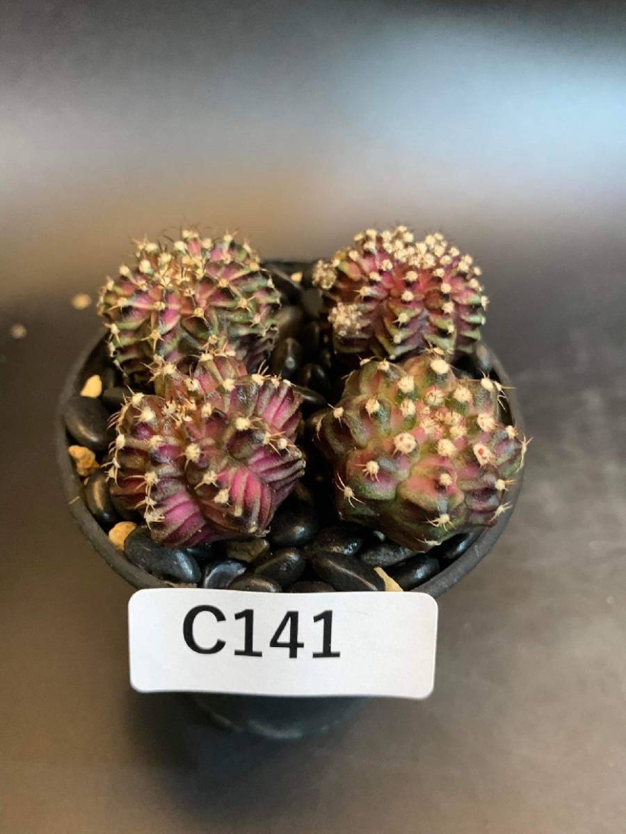 C141 同梱可 ギムノカリキウム Gymnocalycium T-rex + LB2178