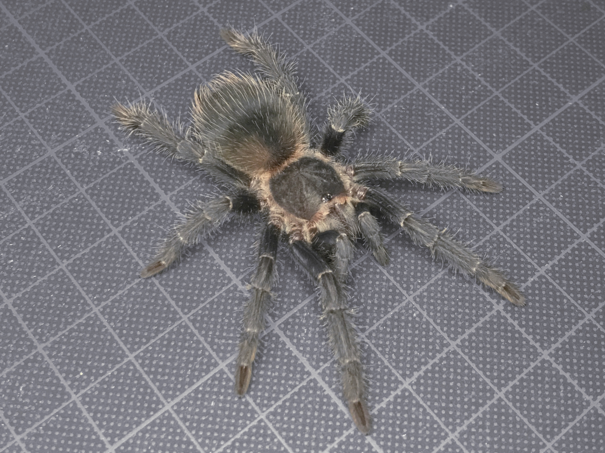 【タランチュラ】匿名配送 メス個体 ブラジリアンサーモンピンク Lasiodra paraphybana［本州・四国のみ発送可］