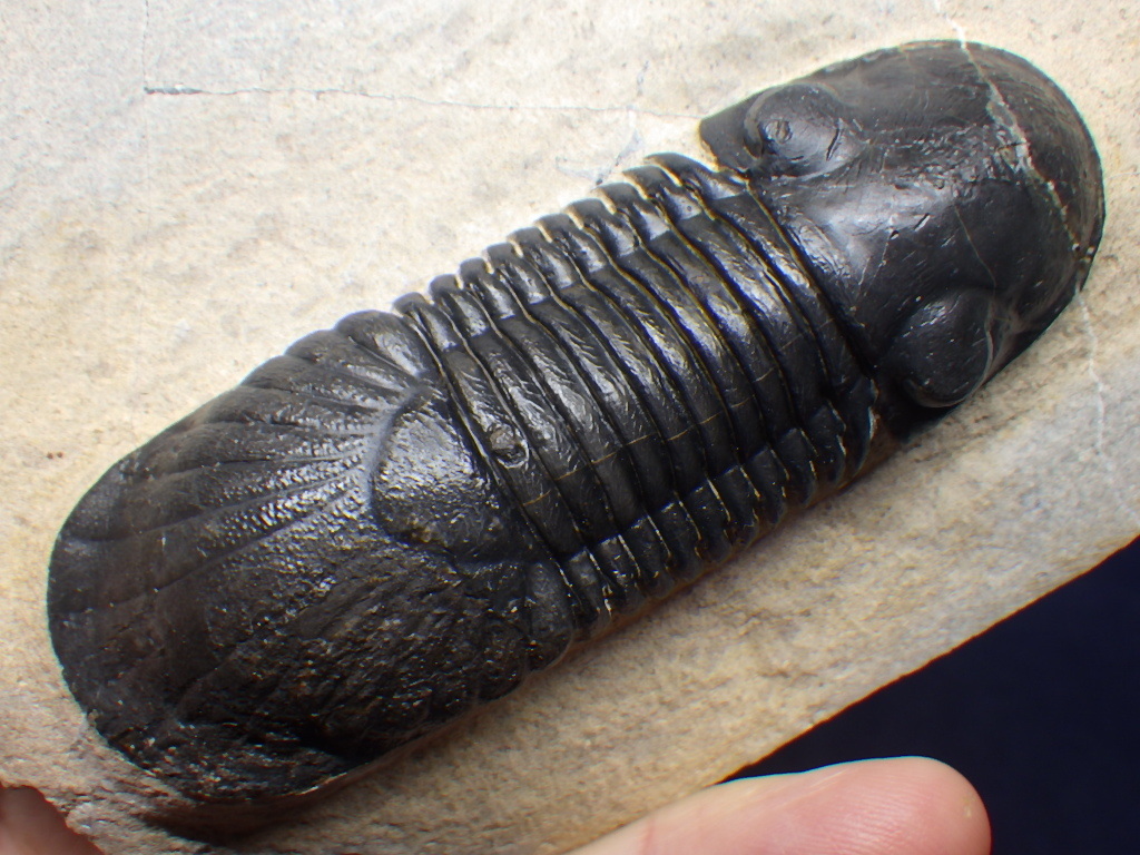 巣穴モロッコ ナイスなParalejurus spatuliformis 三葉虫化石0115