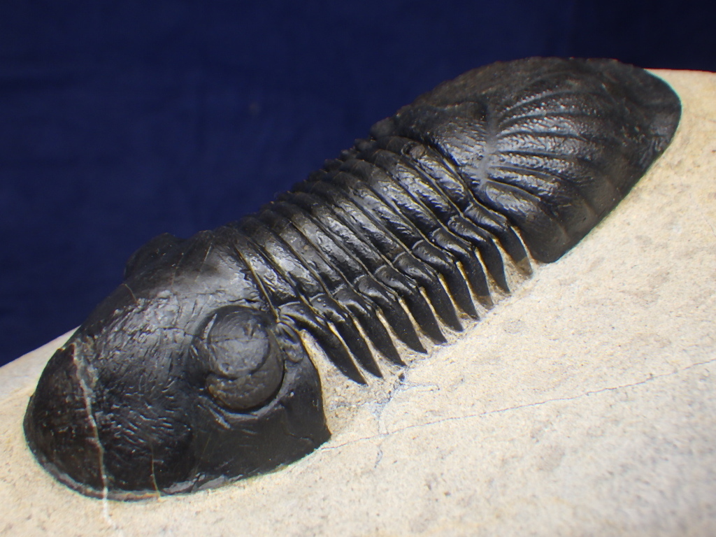 巣穴モロッコ ナイスなParalejurus spatuliformis 三葉虫化石0115